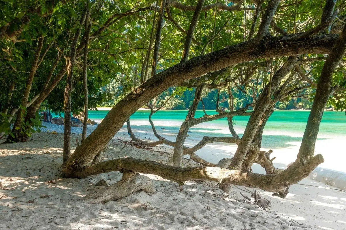 Alberi sulla sliaggia di Surin Island 4 Surin Island Early Bird in Italiano, Escursione da Phuket o Khao Lak Surin Island Early Bird in Italiano, Escursione da Phuket o Khao Lak - immagine 4