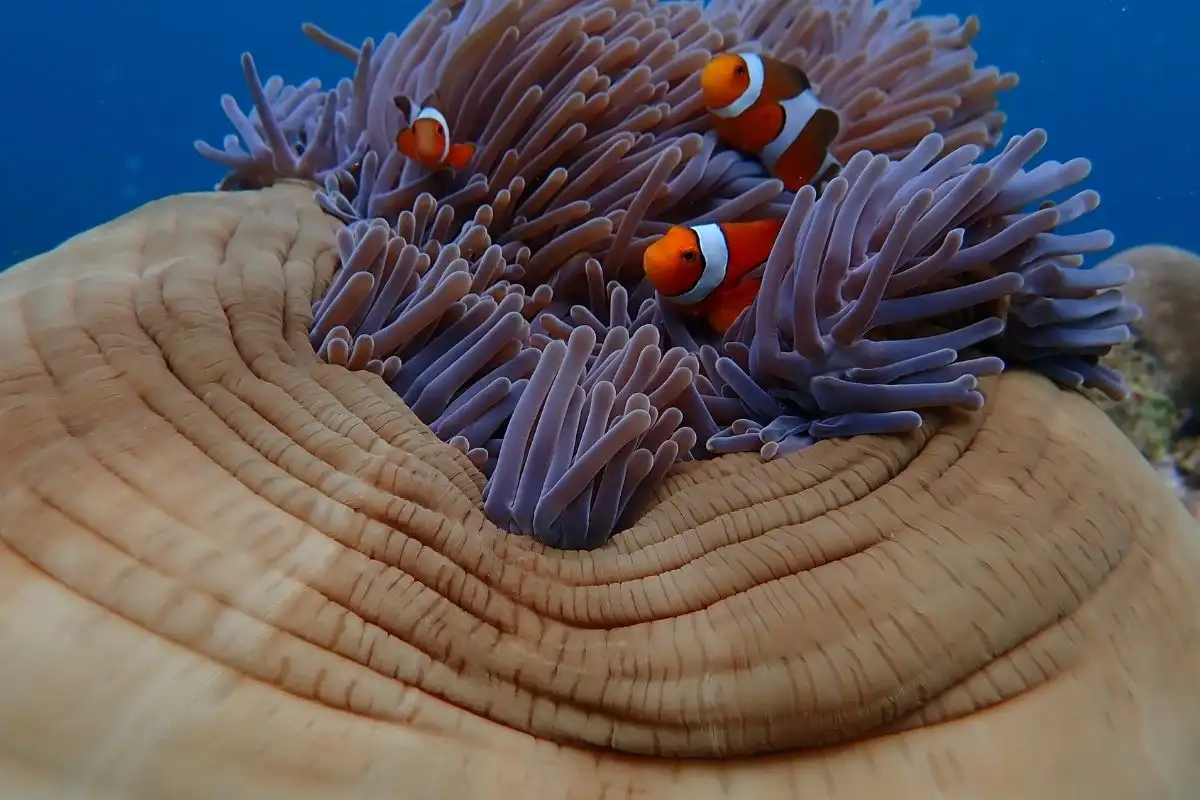 Pesci Pagliaccio 6 Isole Surin: Villaggio Moken & Snorkeling con Catamarano Veloce Isole Surin: Villaggio Moken & Snorkeling con Catamarano Veloce - immagine 6