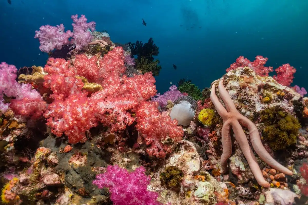 coralli 1 6 Isole Similan: 2 gg 1 n Liveaboard con MV Koon 1 (Fun Dive) Isole Similan: 2 gg 1 n Liveaboard con MV Koon 1 (Fun Dive) - immagine 6