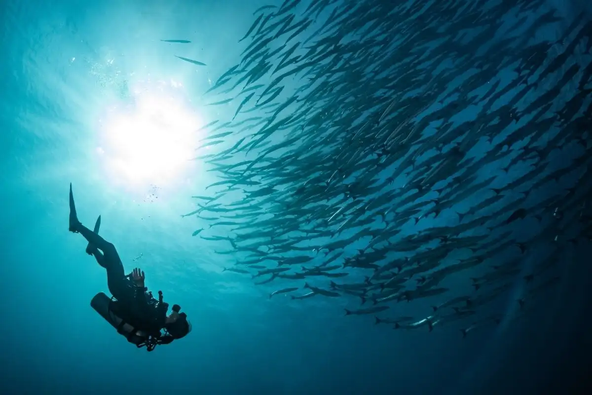 fare diving tra uno sciame di pesci 1 Isole Similan: 2 gg 1 n Liveaboard con MV Koon 1 (Fun Dive) Isole Similan: 2 gg 1 n Liveaboard con MV Koon 1 (Fun Dive)