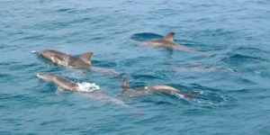 Gruppo di delfini nel mare