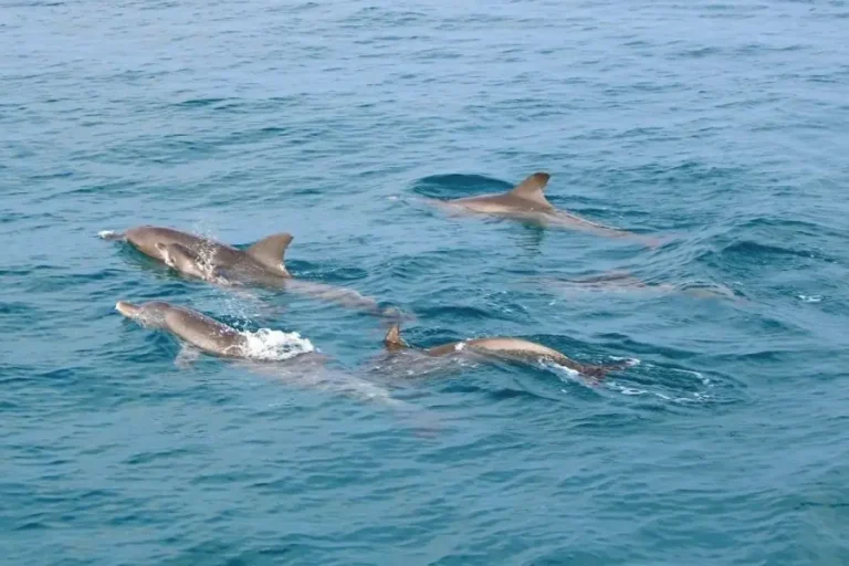 Gruppo di delfini nel mare