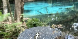 Farfalla crema e nera su tronco, con emerald pool sullo sfondo