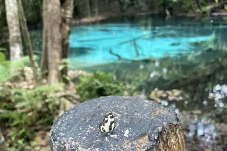 Farfalla crema e nera su tronco, con emerald pool sullo sfondo