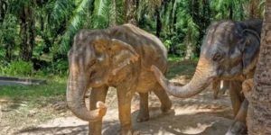 Elefanti che camminano in una piantagione di palme, ambiente naturale asiatico