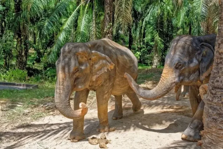 Elefanti che camminano in una piantagione di palme, ambiente naturale asiatico