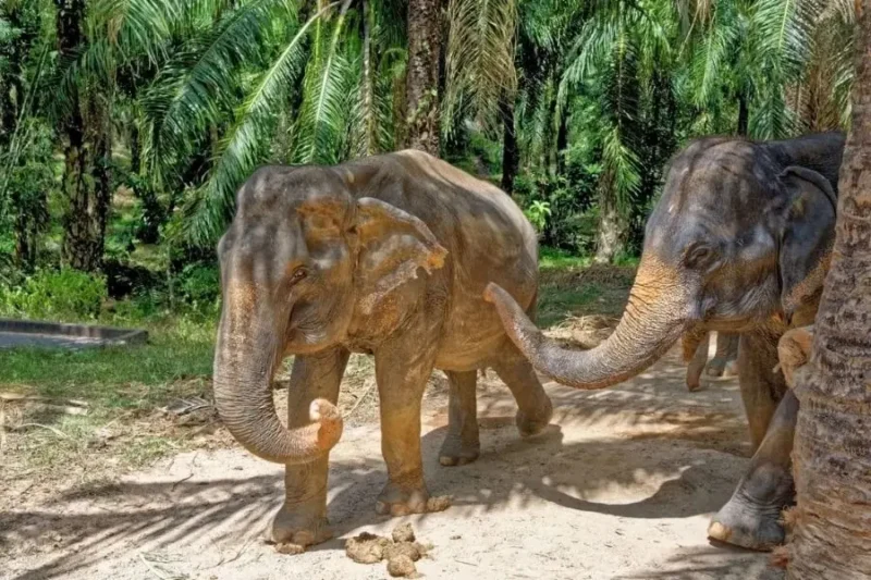 Escursione Elefanti Krabi Escursione Aonang Elephant Sanctuary: Incontro Etico (Da Krabi) 1