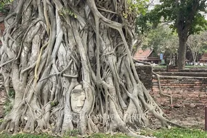 Antica testa in pietra del Buddha avvolta dalle radici di un albero al Wat Maha That, ad Ayutthaya