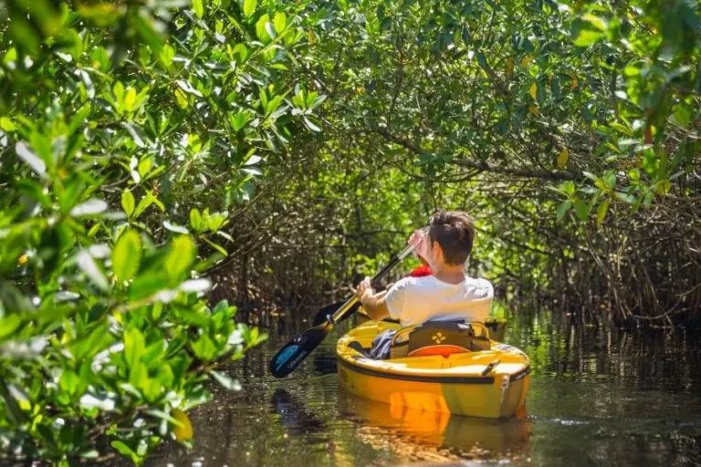 Uomo in kayak esplora canali di mangrovie