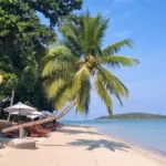 Le Spiagge di Ko Samui - Una palma da cocco che si affaccia sul mare a Chaweng Beach