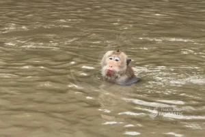 Macaco che nuota - escursione Khlong Khon mangrovie Bangkok