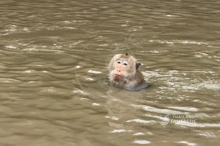 Macaco che nuota - escursione Khlong Khon mangrovie Bangkok