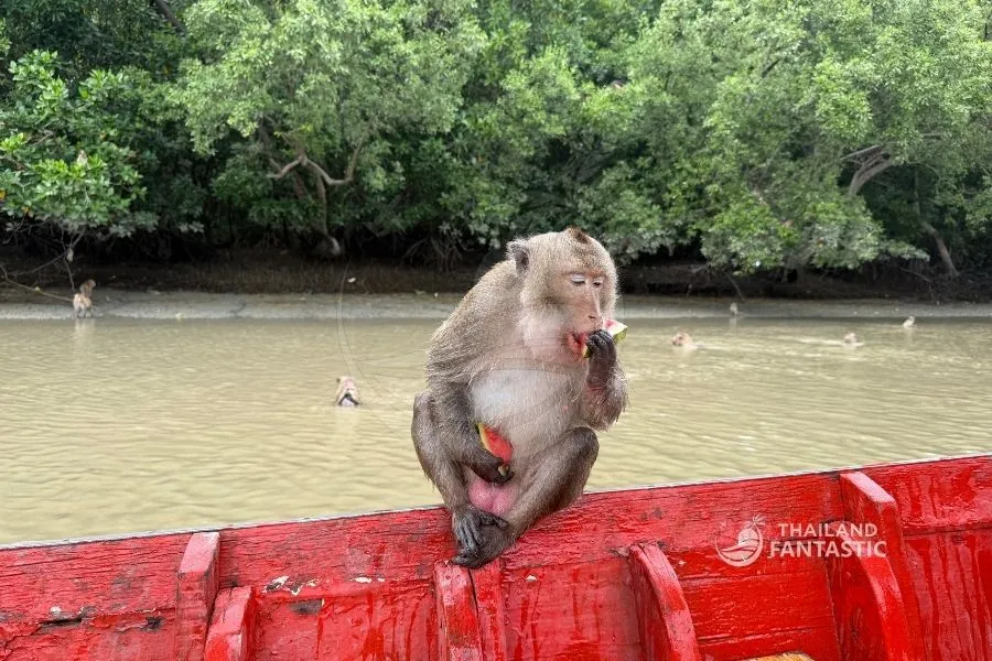 Escursione Khlong Khon: Mangrovie, Scimmie e Vita Locale (Da Bangkok)
